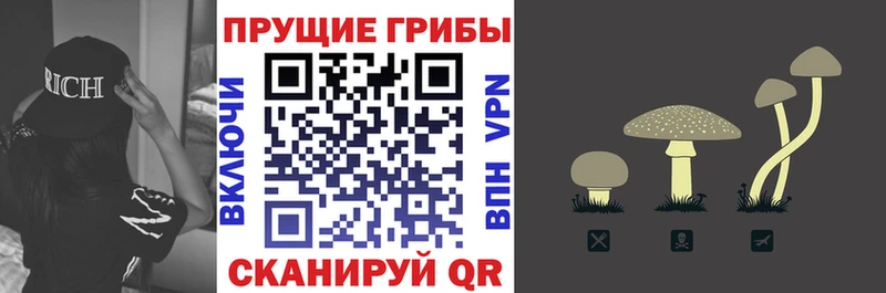 как найти   Верещагино  Псилоцибиновые грибы Magic Shrooms 